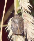Eurygaster testudinaria
